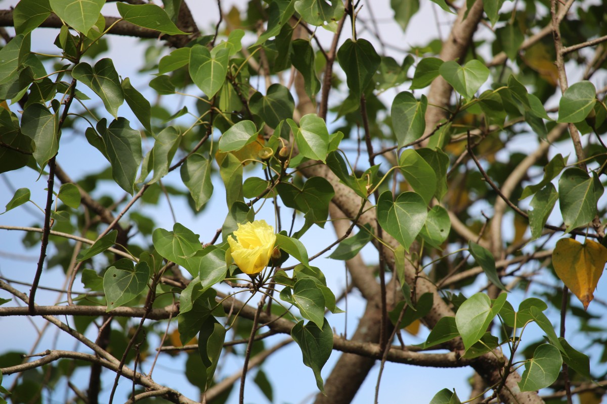 Thespesia populnea (L.) Sol. ex Corrêa